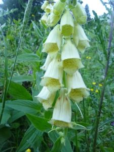 Digitalis-grandiflora-225x300 Fingerhut