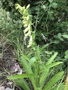 Digitalis-lutea-225x300 Fingerhut