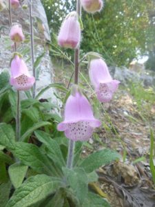 Digitalis-minor-225x300 Fingerhut