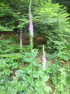 Digitalis-purpurea-225x300 Giftpflanzen