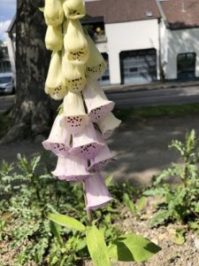 Digitalis-purpurea-Bluetenstand-225x300 Fingerhut