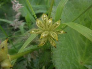 Frucht-von-Caltha-palustris-300x225 Sumpf-Dotterblume