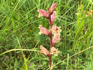 Orobanche-alba-300x225 Sommerwurz