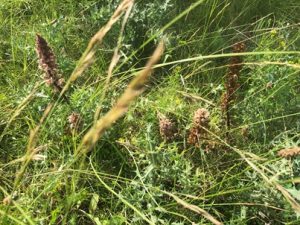 Orobanche-amethystea-300x225 Sommerwurz