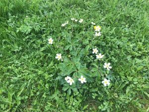 Ranunculus-aconitifolius-300x225 Hahnenfuß