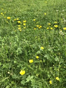 Ranunculus-acris-225x300 Hahnenfuß