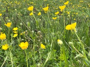 Ranunculus-bulbosus-300x225 Hahnenfuß
