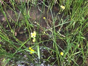 Ranunculus-flammula-300x225 Hahnenfuß