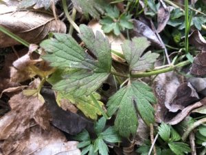 Ranunculus-repens-300x225 Hahnenfuß