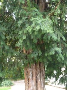 Taxus-baccata-225x300 Eibe