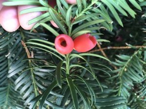 Taxus-baccata-Samen-mit-Arilli-300x225 Eibe