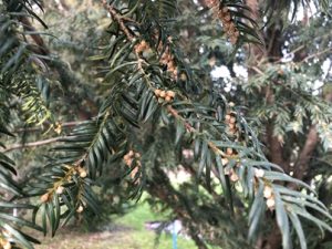 Taxus-baccata-staminat-300x225 Eibe