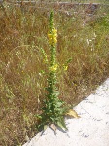 Verbascum-creticum-225x300 Königskerze