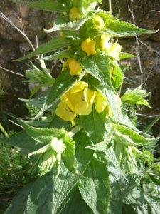 Verbascum-creticum-Bluetenstand-225x300 Königskerze