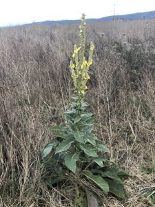 Verbascum-densiflorum-225x300 Königskerze