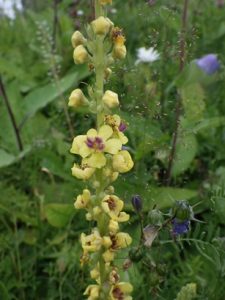 Verbascum-nigrum-225x300 Königskerze