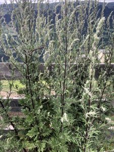 Artemisia-vulgaris-225x300 Beifuß