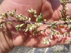 Bluetenstaende-Beifuss-300x225 Beifuß