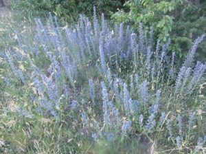 Echium-vulgare-300x224 Natternkopf