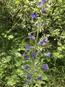 Natternkopf-225x300 Natternkopf