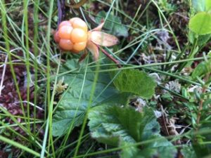 IMG_8322-300x225 Moltebeere