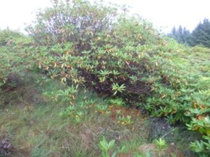 Rhododendron-ponticum-300x225 Pontischer Rhododendron